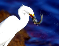 Great White Egret Flipping