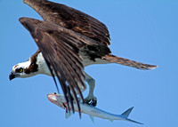 Osprey Catch of the Day