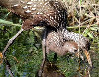 Limpkin Mother and Chick