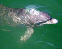 Dolphin Surfacing